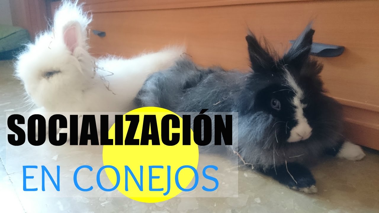 SOCIALIZACIÓN EN CONEJOS — CÓMO JUNTAR DOS CONEJOS