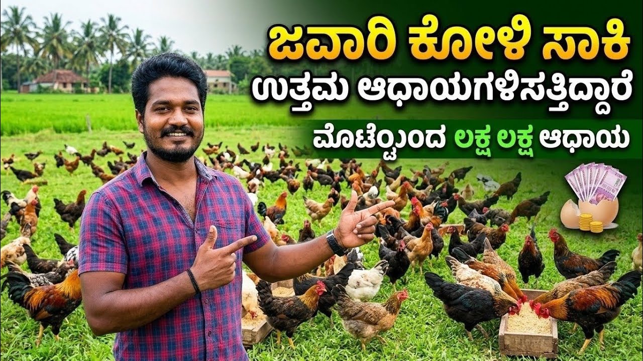 ಜವಾರಿ ಕೋಳಿ ಸಾಕಿ ಯಶಸ್ಸು ಕಂಡ ಯುವ ಉದ್ಯಮಿ..!Javari chicken farming success