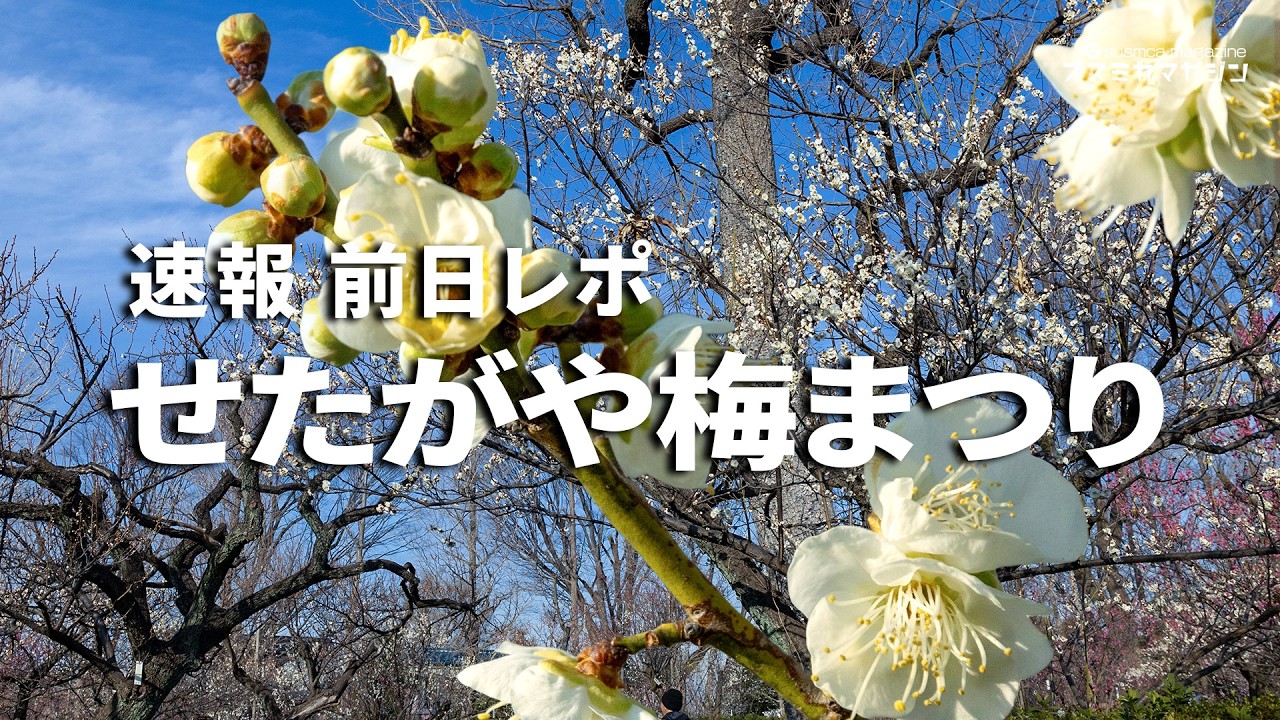 せたがや梅まつり 前日｜488本が開花中の羽根木公園