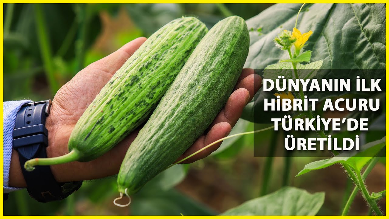 Kavungiller Ailesinin Acuru, Avrupa’nın Salatalığı Oldu
