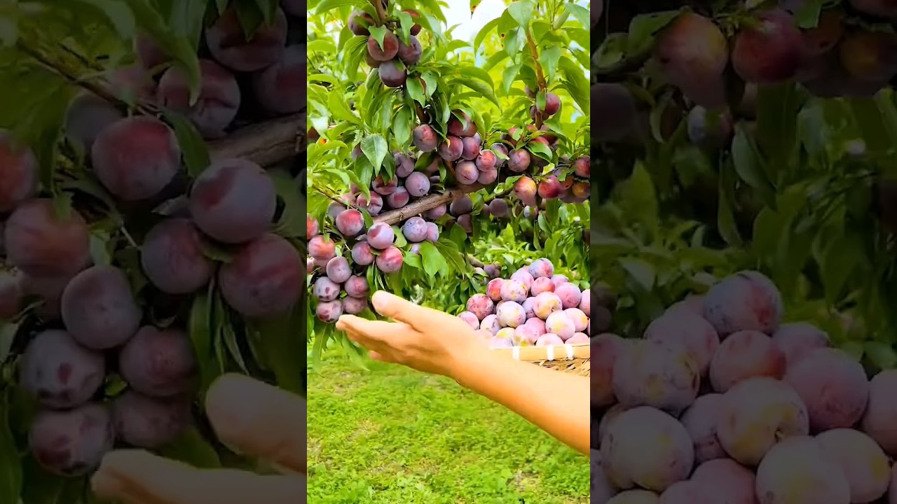 Big Time Plum Harvest #satisfying #fruit #garden