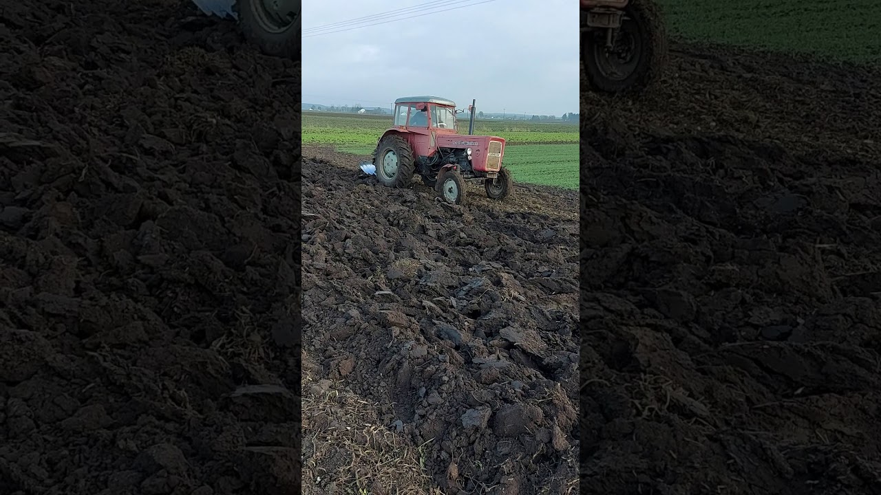 Ciężka orka po burakach Ursus-C360- Engine Sound