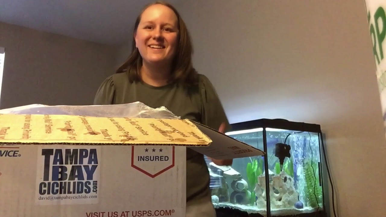 Unboxing African Cichlids and Neon Blue Dorsal Cichlids from Tampa Bay Cichlids