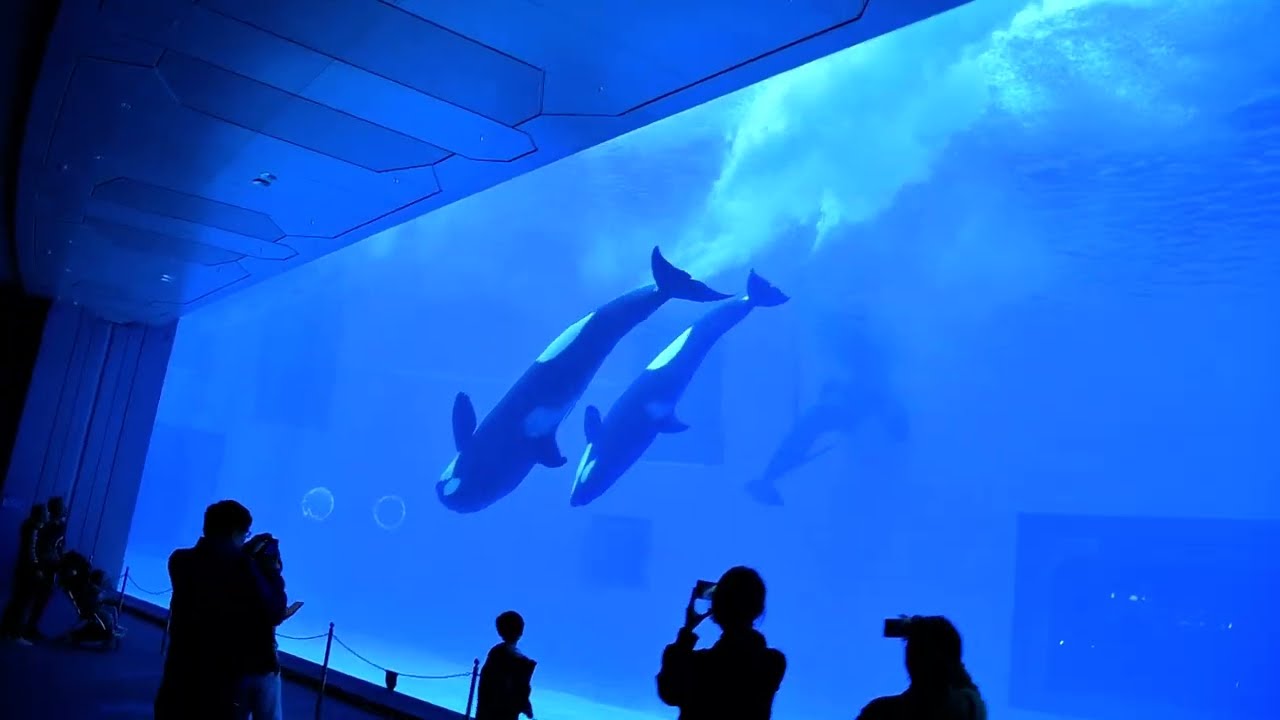 Killer Whale Exercise Session Underwater POV 虎鯨運動 - Chimelong Spaceship 長隆宇宙飛船 - December 15, 2023