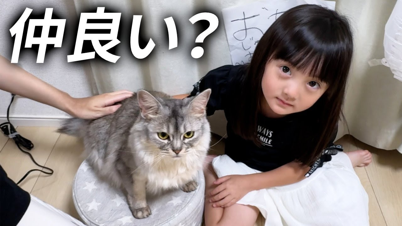 うちに来てもうすぐ3年。仲が良いのか悪いのかわからない妹猫の誕生日を祝う6歳娘