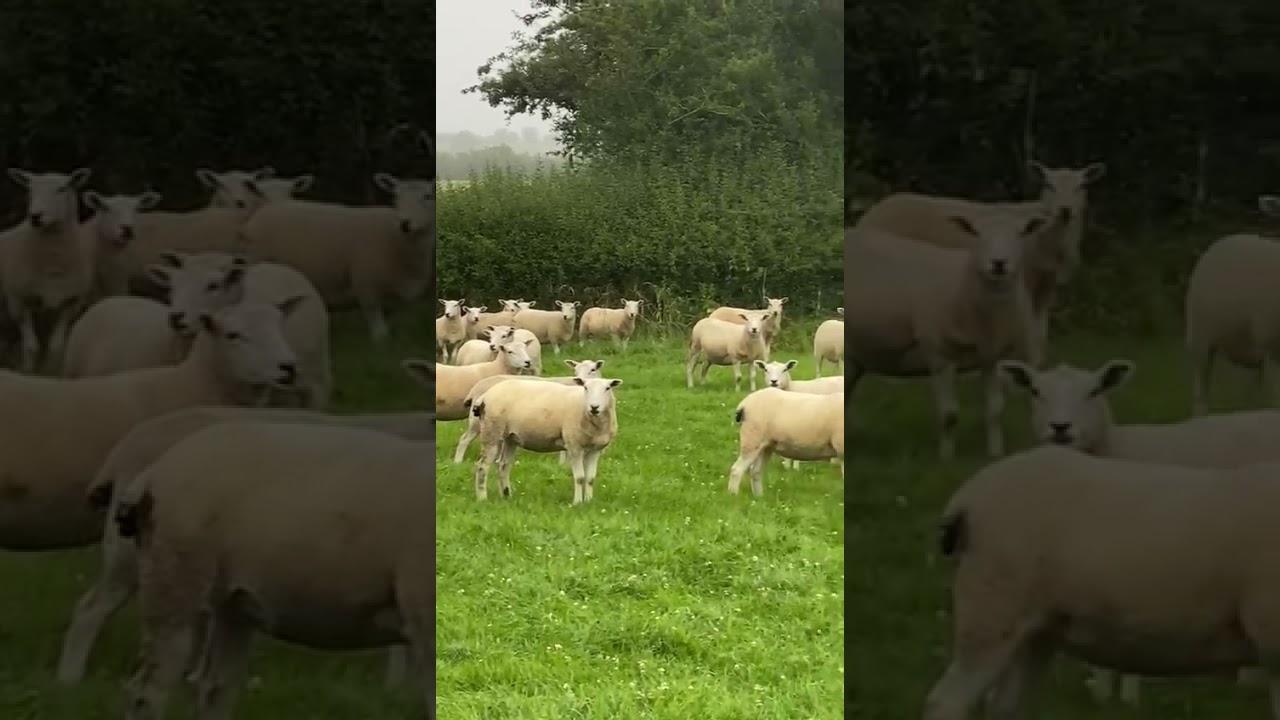 Farm to Farm English Logie Gimmers