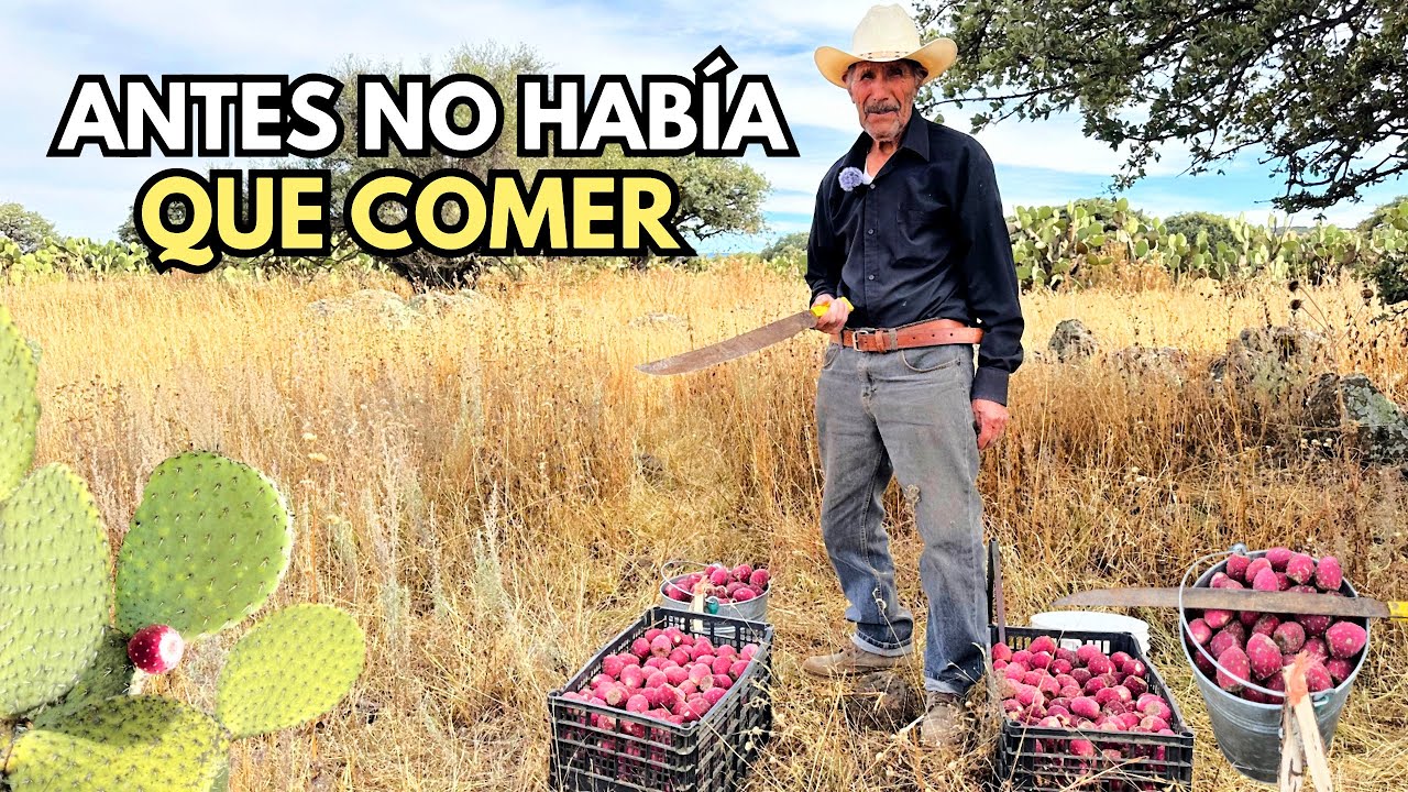 DIARIO MORÍAN, HABÍA PURAS HIERBITAS