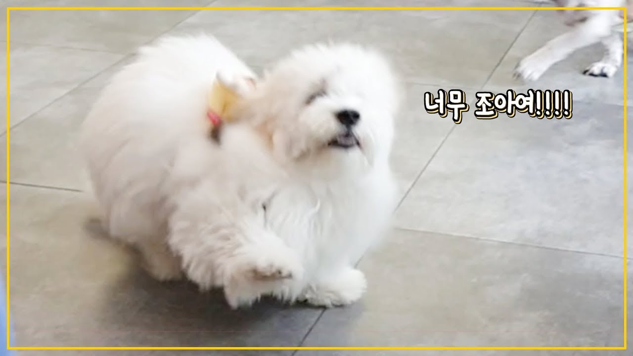 비공개 영상 대 방출! 밍순이 스페셜 ! (뽀시래기 강아지 시절부터~)