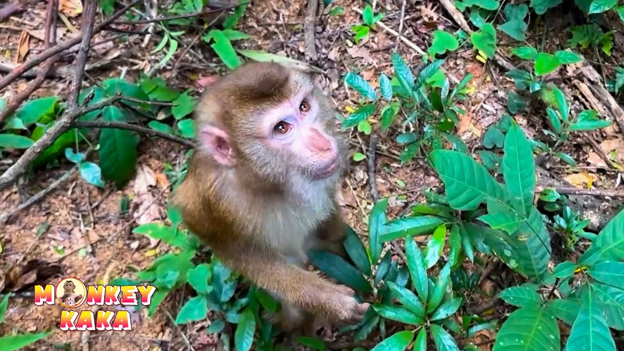 Is Monkey Kaka Coming Home? Latest Updates on Her Release