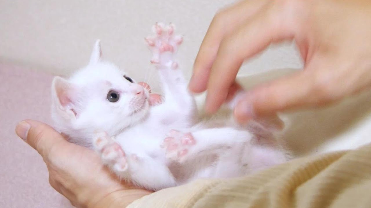 Веселый момент, когда вы играете с котенком на коленях [Пожалуйста, смотрите с субтитрами]