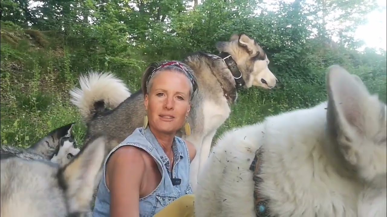 Wie ich und die Elterntiere meine Huskywelpen präge💕
