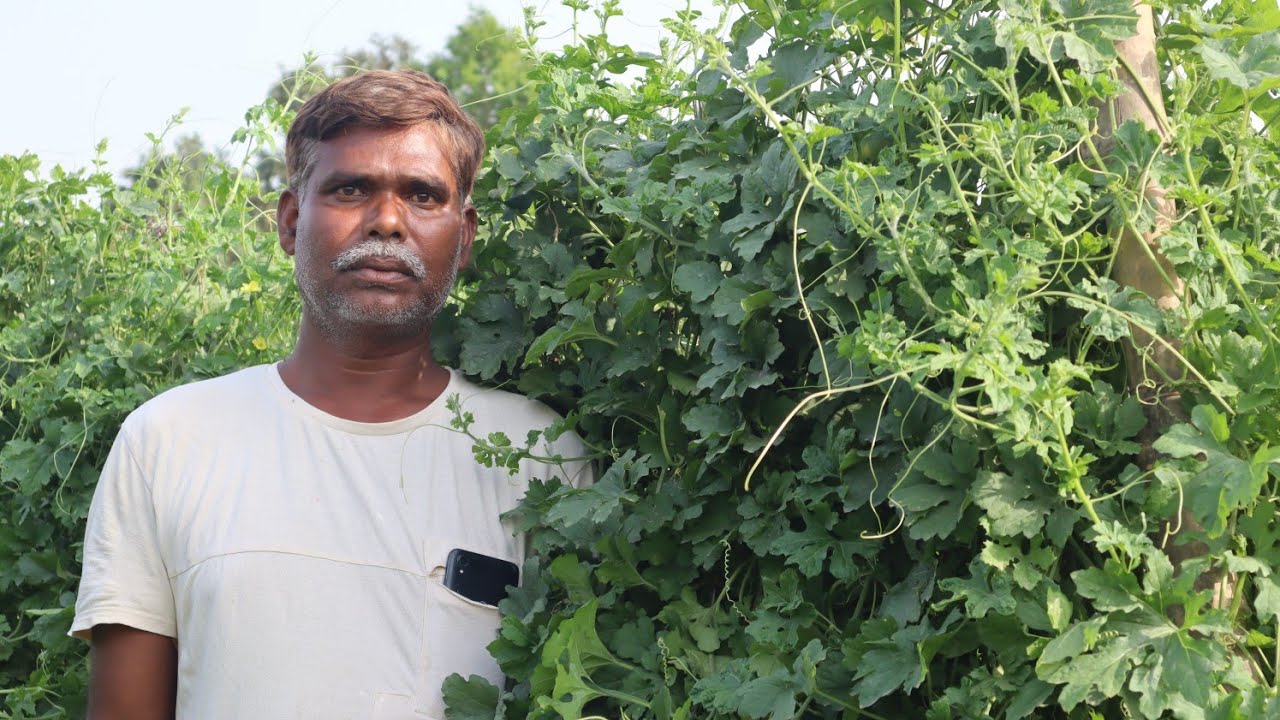 करेले की खेती/karele ki kheti/करेले की आधुनिक खेती/Bitter guard farming/बारिश के मौसम मे करेले की खे