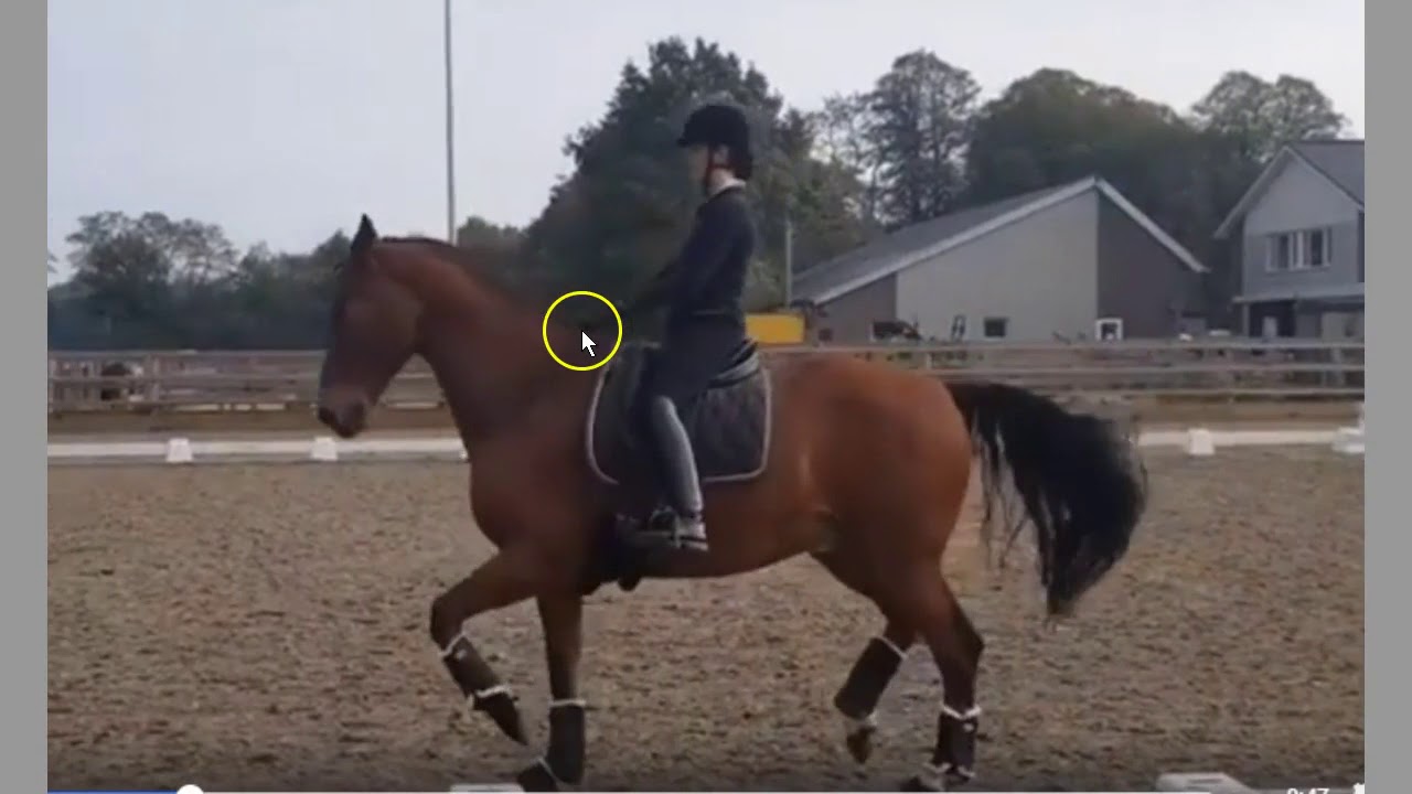 They Say Horses Need Bits - Who Are They & They Are Wrong - Some Bitless Dressage