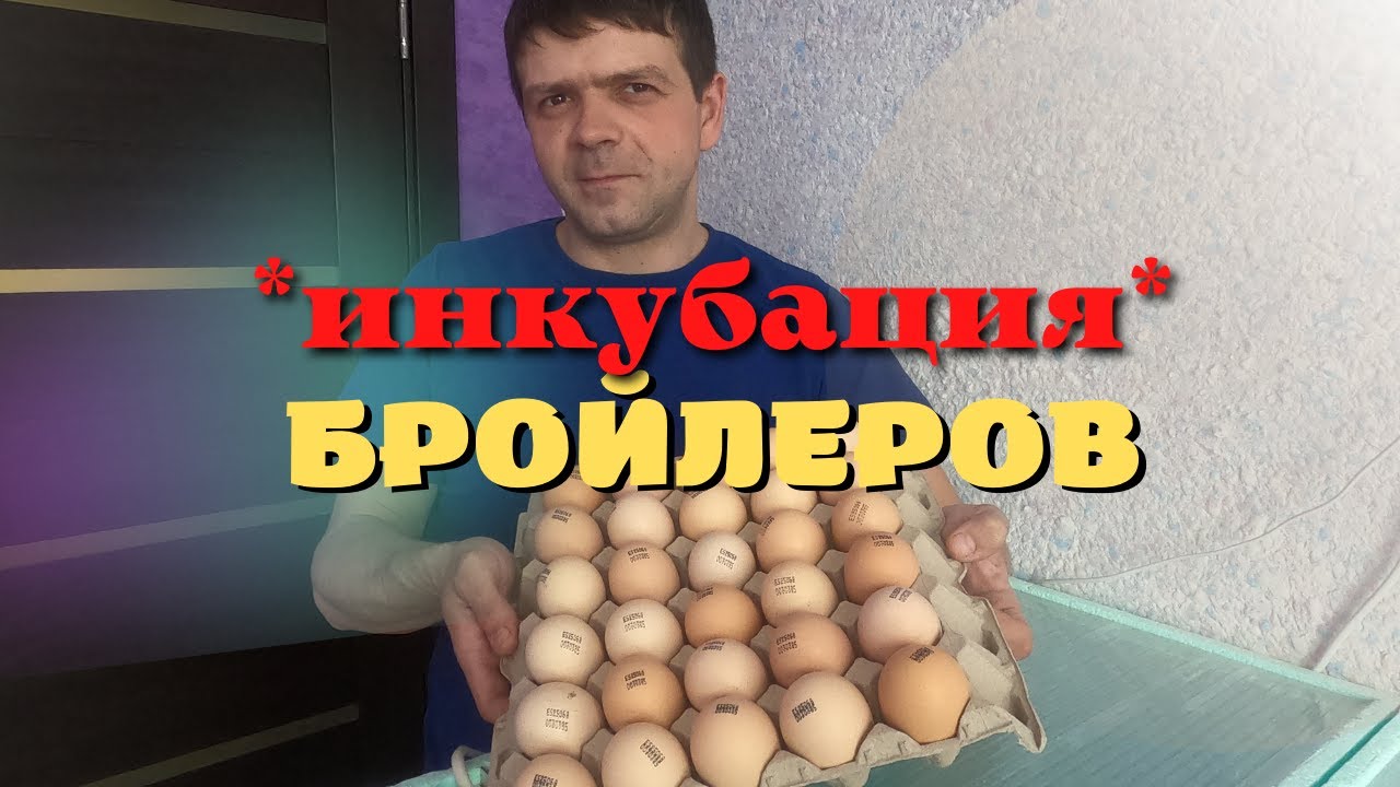 Режим инкубации бройлеров, кур. Жизнь в деревне.