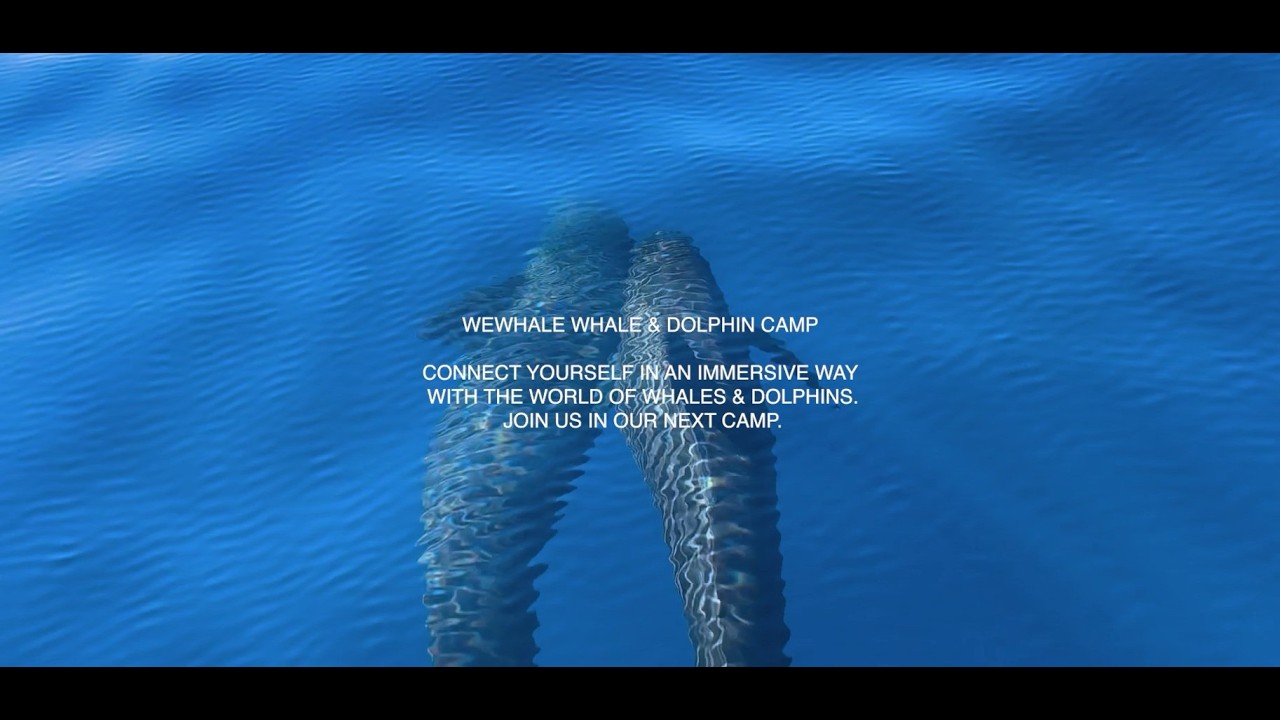 Whale & Dolphin Camp | Conservation, Connection & Ocean Life
