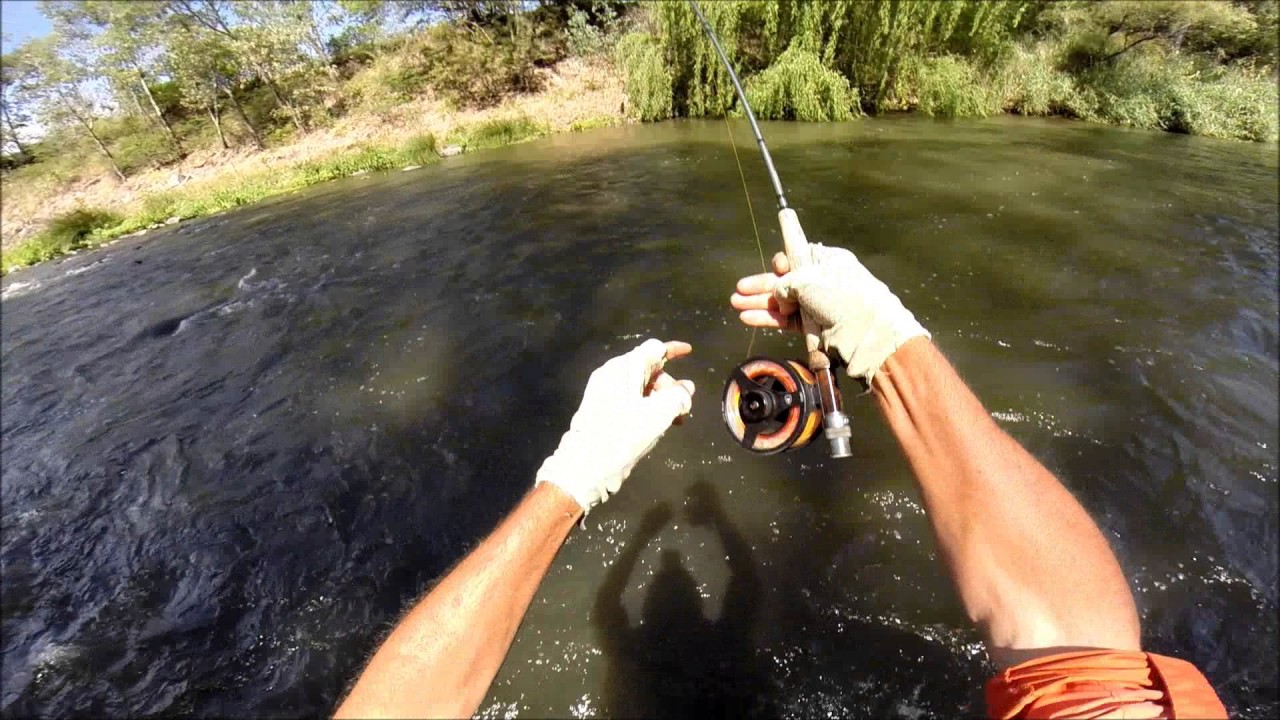 Czech Nymph on Vaal river landing a 2,7kg small mouth yellow