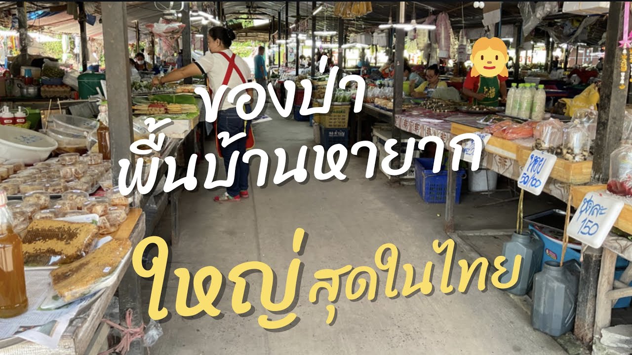 1 🇹🇭ของป่าของพื้นบ้านหายากที่ตลาดห้วยเดื่อ หนองบัวลำภู