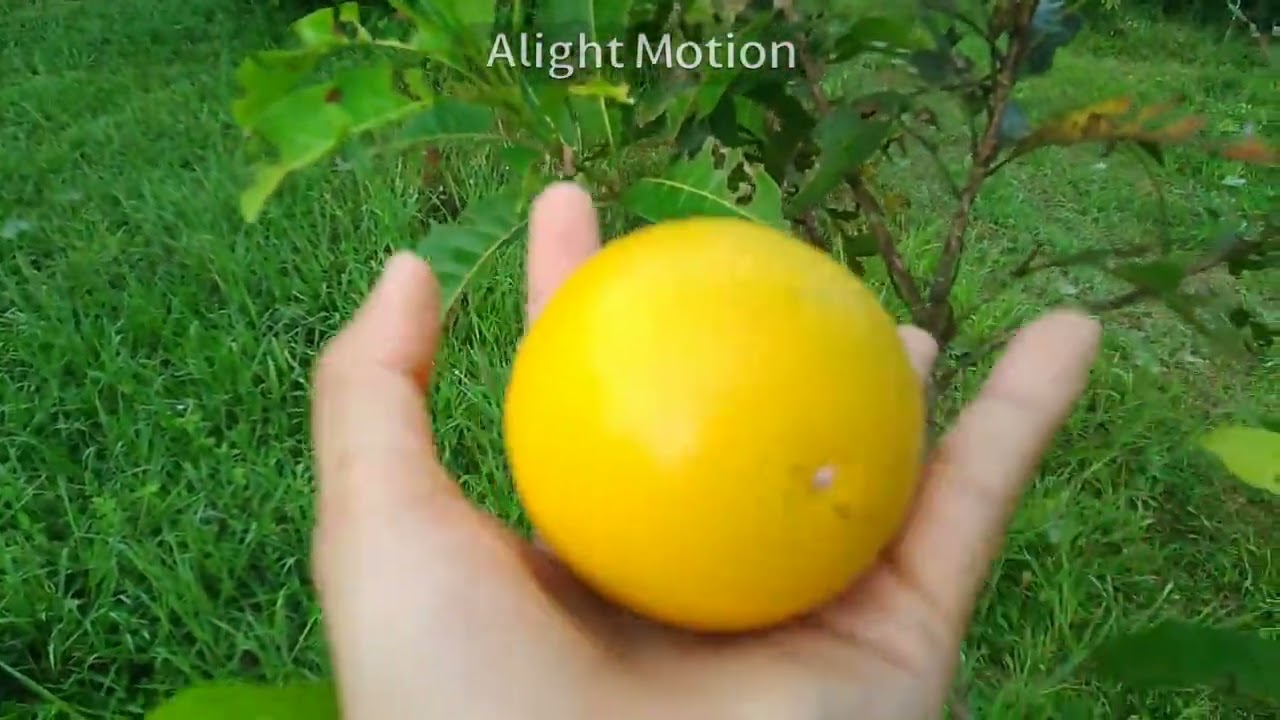pokok/buah abiu(golden fruit)