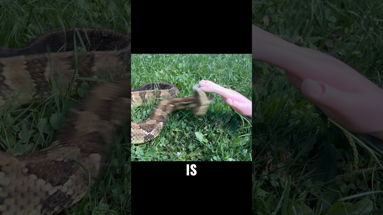 Тест на укус гремучей змеи: нагретая рука 🐍 #шорты #змея