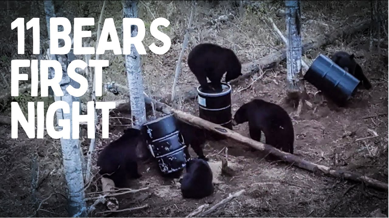Spring Bear Hunt 2021: Episode 2 - BAITING and BEAR WATCHING in Alberta Canada
