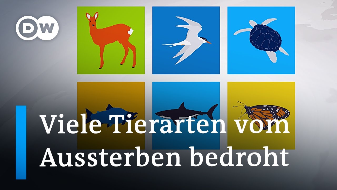 UN warnen: Wandernde Tierarten sind vom Aussterben bedroht | DW Nachrichten