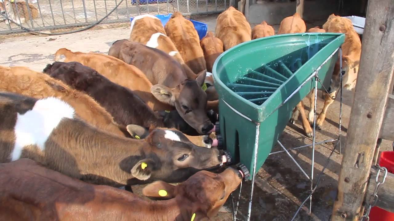 Terneros alimentándose en Tucumán