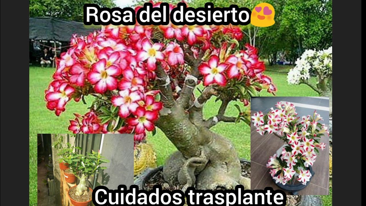 Rosa del desierto Adenium obesum Adenio cuidados y trasplante 🍃😍😍