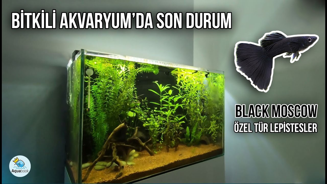 Bitkili Akvaryum Son Durum | Black Moscow Özel Tür Lepistes | Aquabook #akvaryum #balık #lepistes