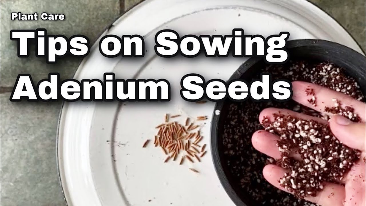Sowing and growing Adenium / Desert rose seeds -Ep72