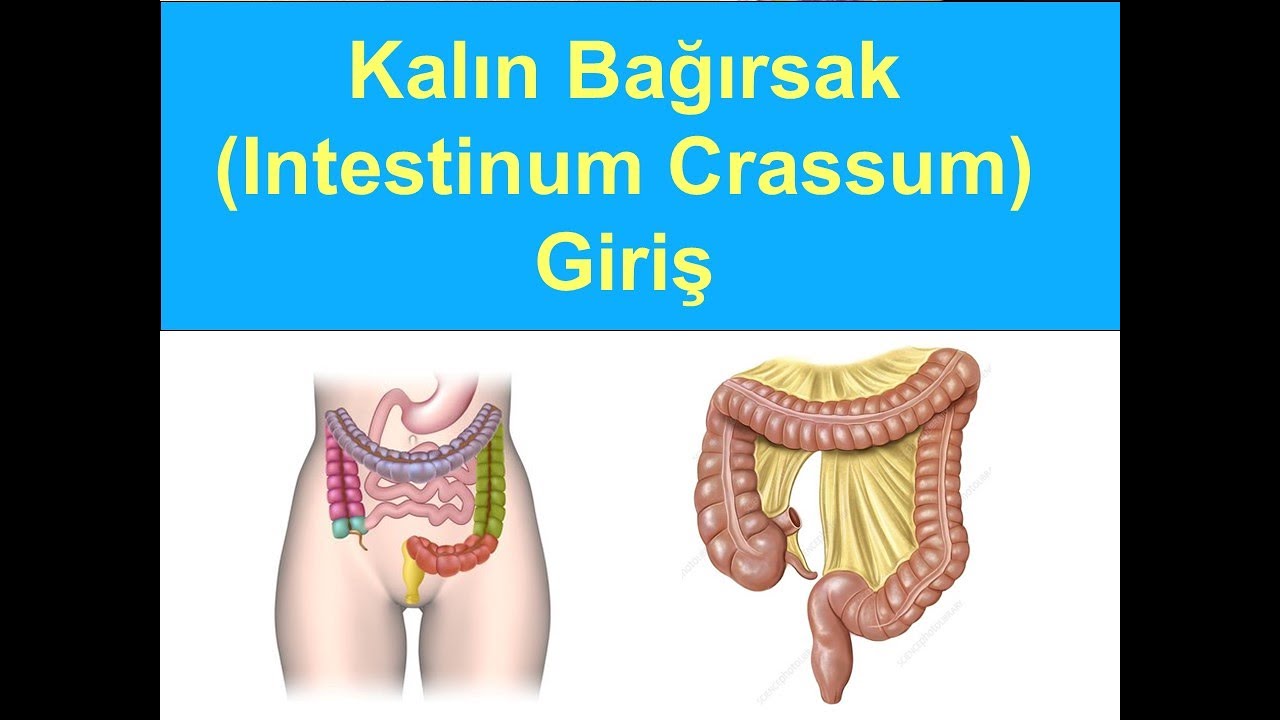 Kalın Bağırsak: Giriş YAYDAR