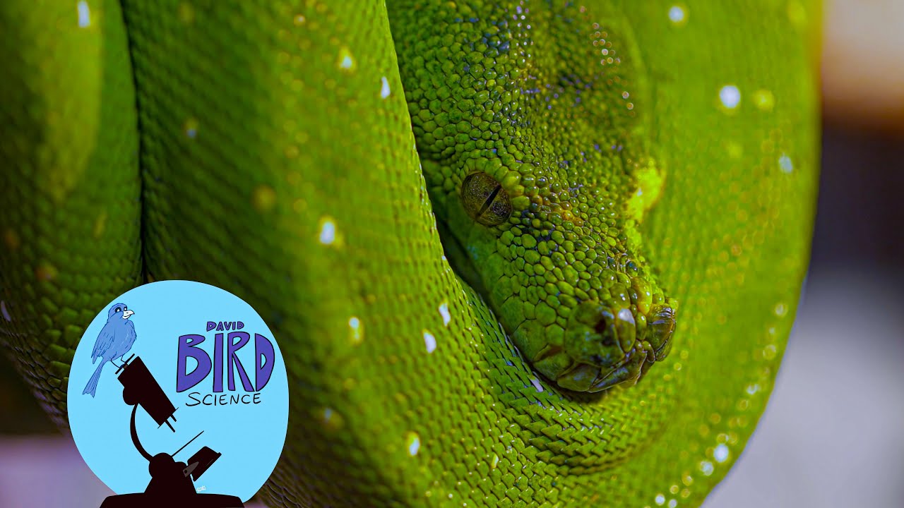 Class Reptilia: Turtles, Snakes, and Lizards