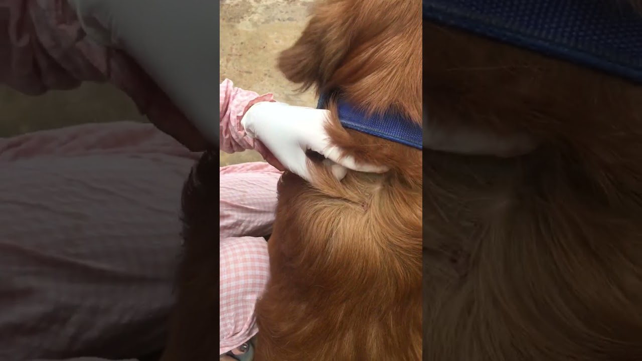 Golden Retriever Tick removing part 1