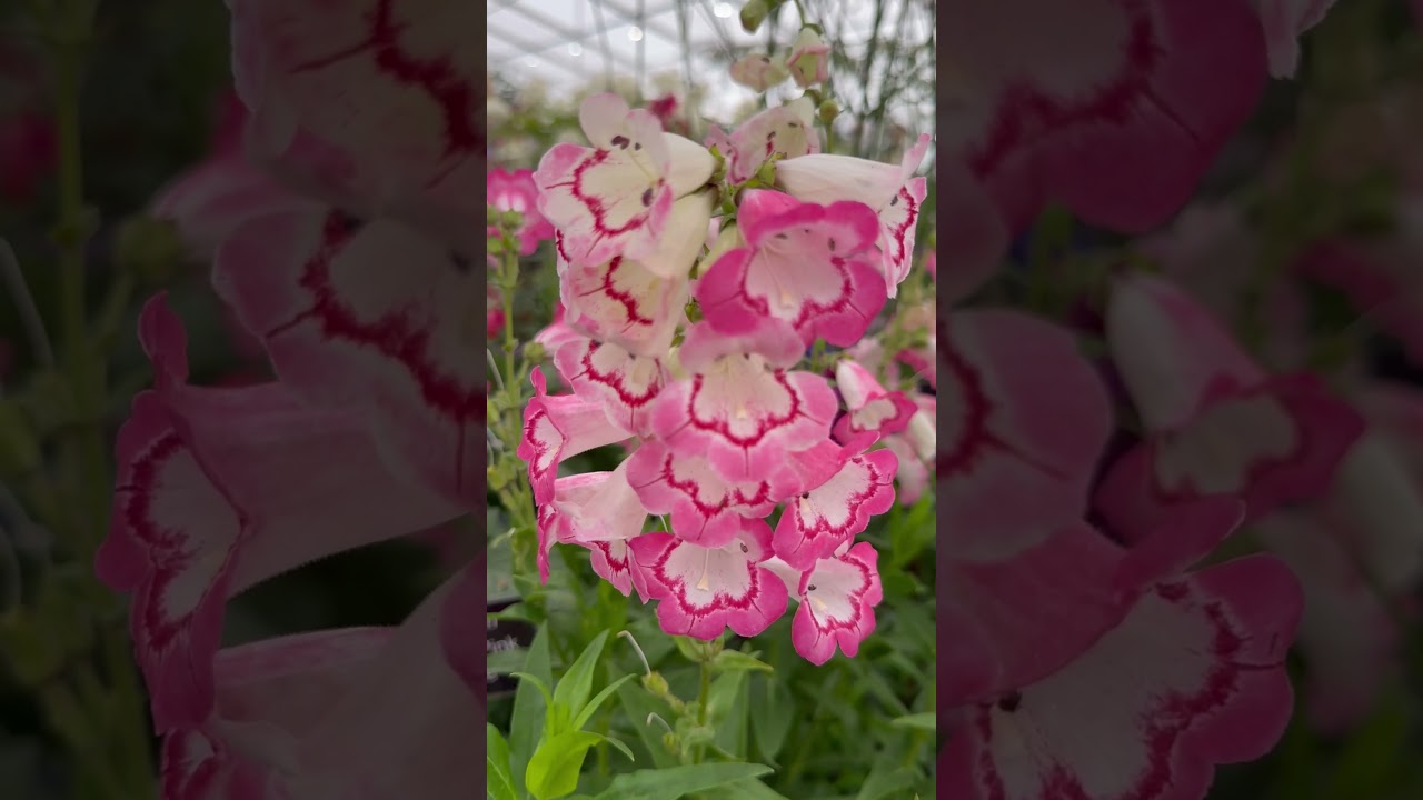 This penstemon is called pink necklace | perennial plant | summer flowers
