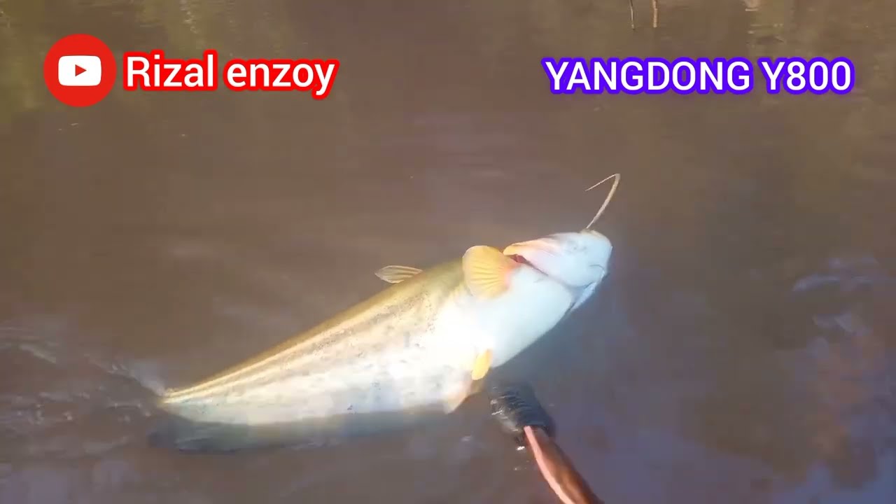 ultrasonic inverter pdc non sisik YANGDONG Y800