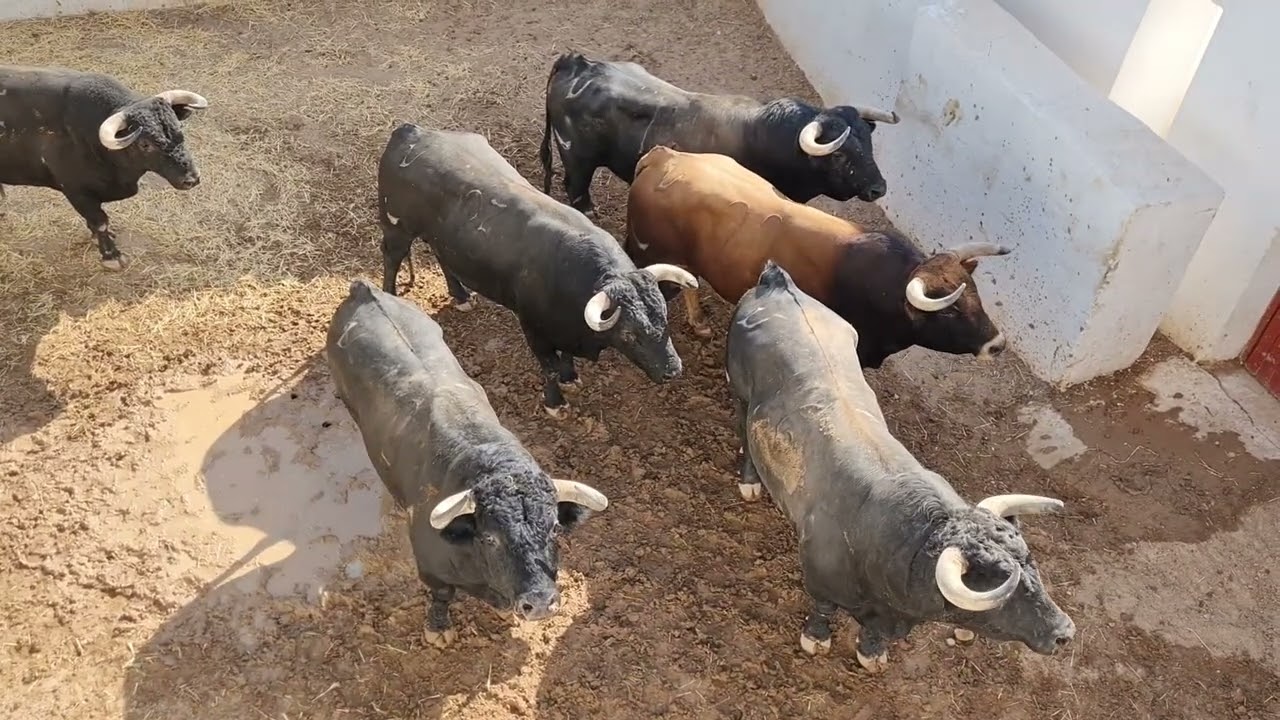 Festejos taurinos Feria 2022 Manzanares