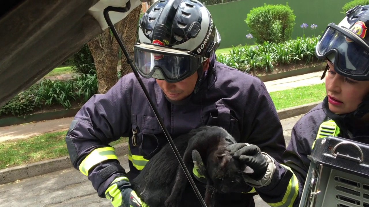 RESCATES DE ANIMALES -  BOMBEROS OFICIALES DE BOGOT&Aacute;