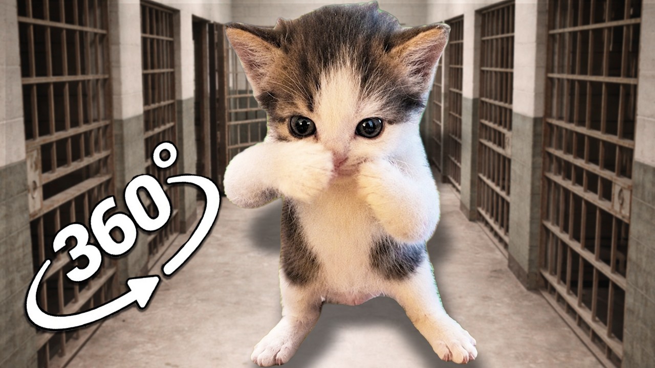 360&deg; Scuba Cat Prison Break Chase ! VR