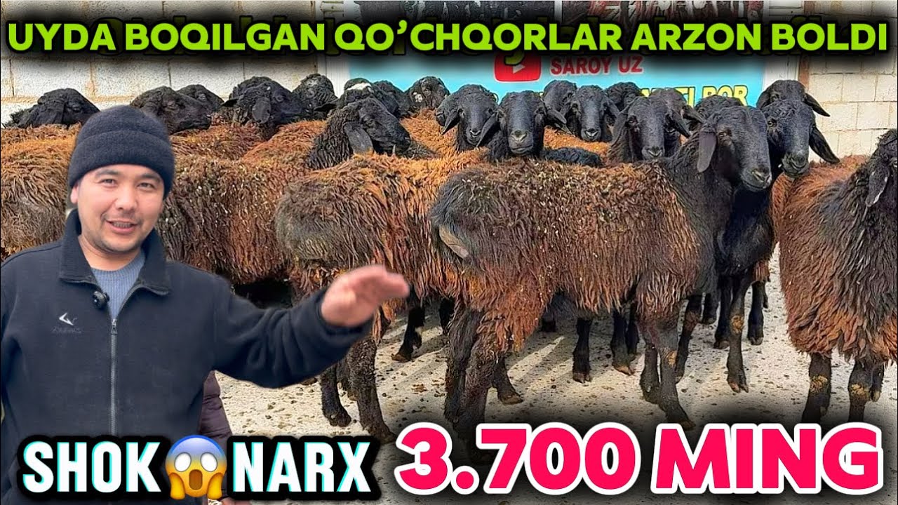 UY SHAROYITIDA BOQILGAN QOCHQORLAR NARXNI SINDIRDI SHOSHILING OBIDJON AKA NARXLARNI YORVORDI 
