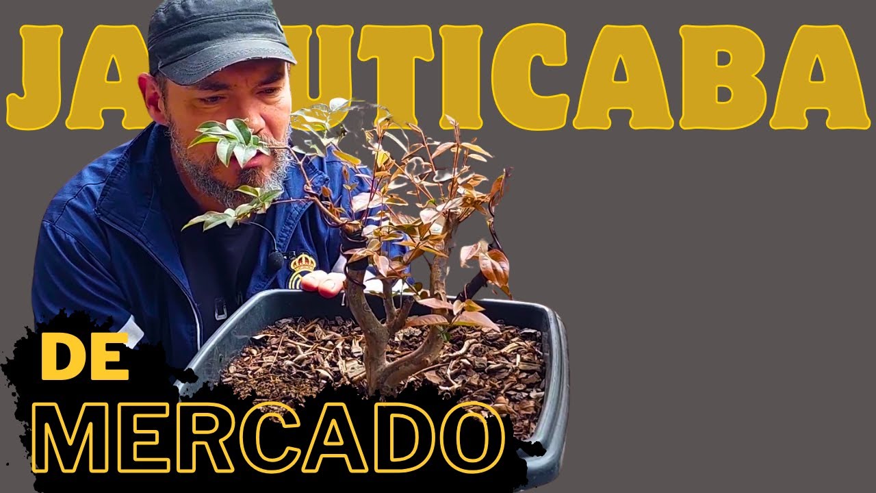 Bonsai de Jabuticaba de Mercado 2° Poda