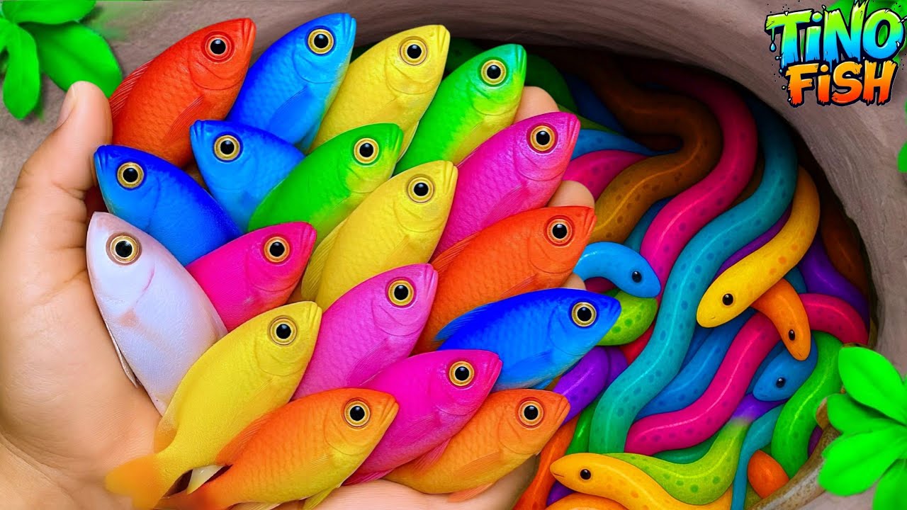 I get colorful ornamental fish in tiny pond, baby turtle, goldfish, platy fish, glass fish, eel, koi
