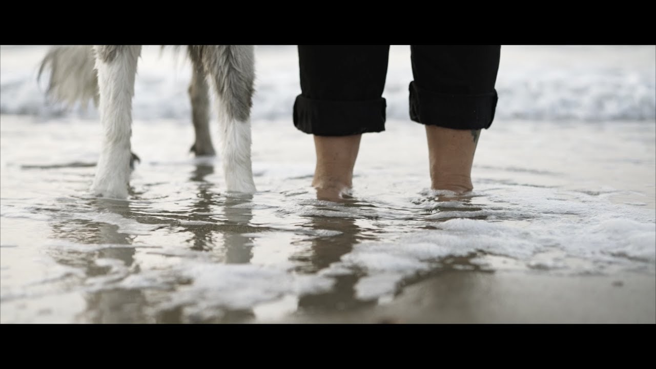 Immobilienfilm Hunde-Ferienhaus Strandpfötchen Breskens, Niederlande