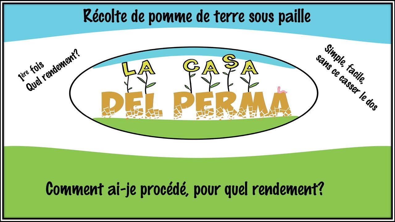 Récolte de pomme de terre sous paille