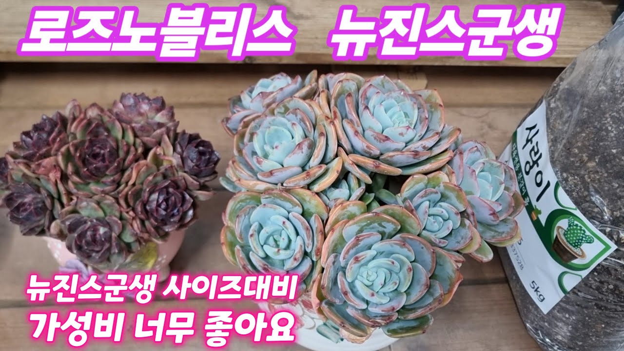26.2.11 💕#뉴진스군생 사이즈대비 가성비 좋고 너무 예뻐요 💕 #스피드다육 010-5248-5955 