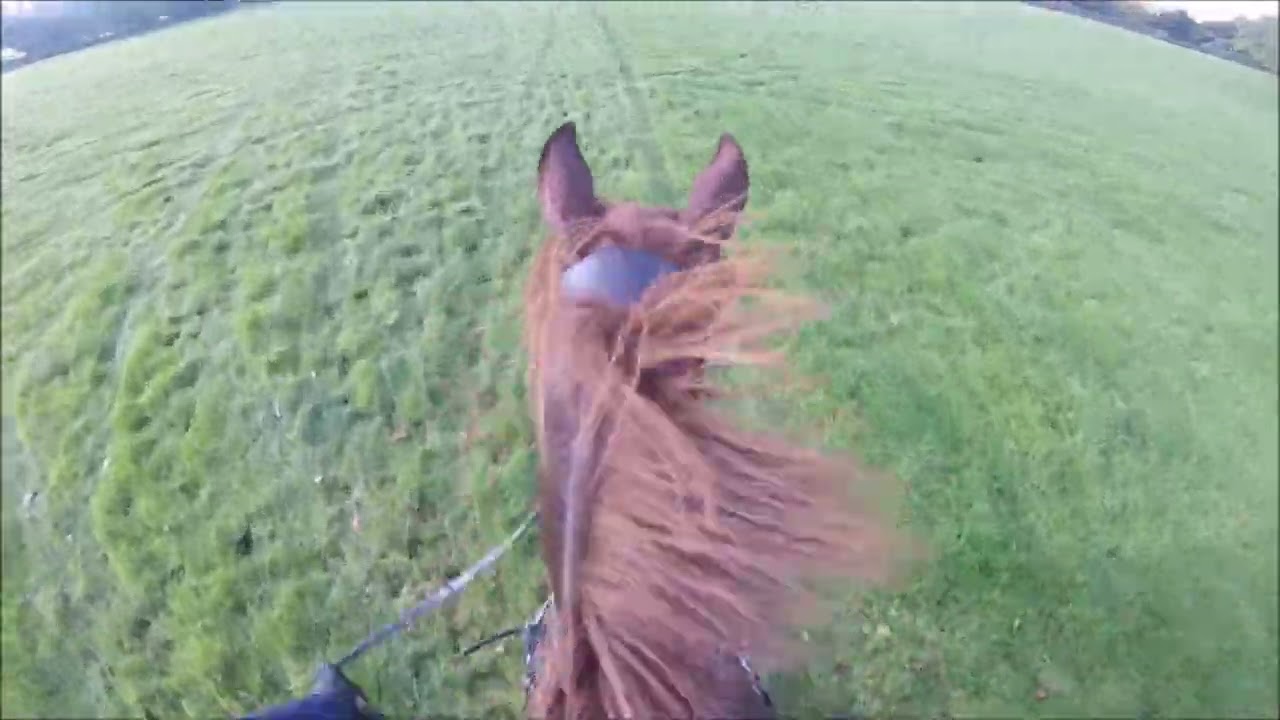 Cotswold Novice Team Chase 2023 - Flash