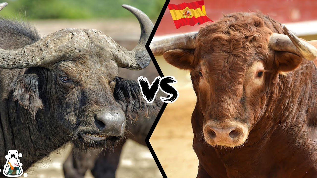 МУСОРСКИЙ БУЙВОЛО VS ИСПАНСКИЙ БЫК &mdash; кто сильнее?