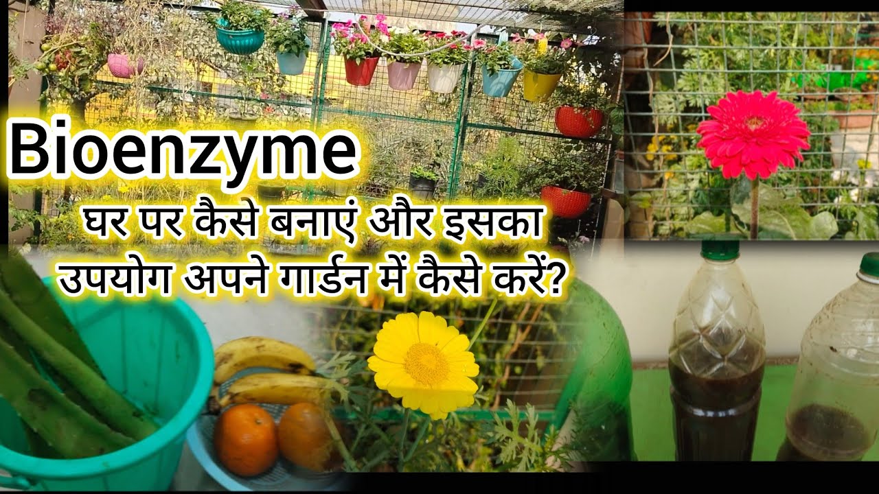 Bioenzyme, the best natural and chemical free solution for organic gardening 😀