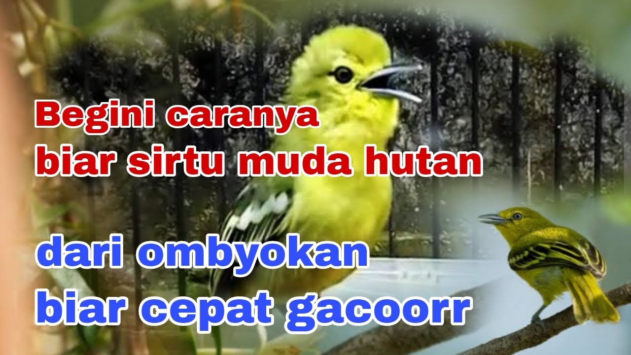 Cara merawat burung sirtu muda hutan dari ombyokan biar cepat gacor.