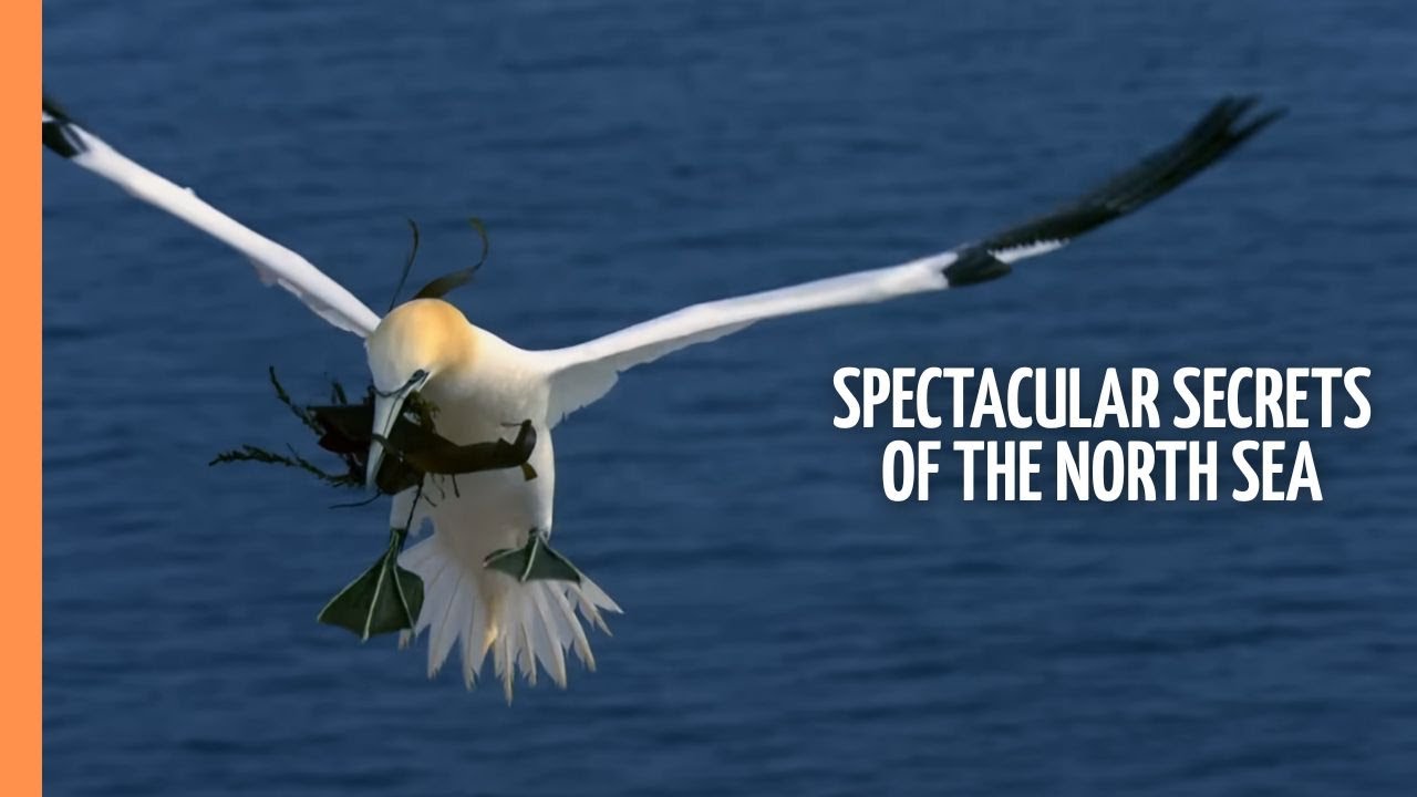 Spectacular Secrets of the North Sea | Full Documentary