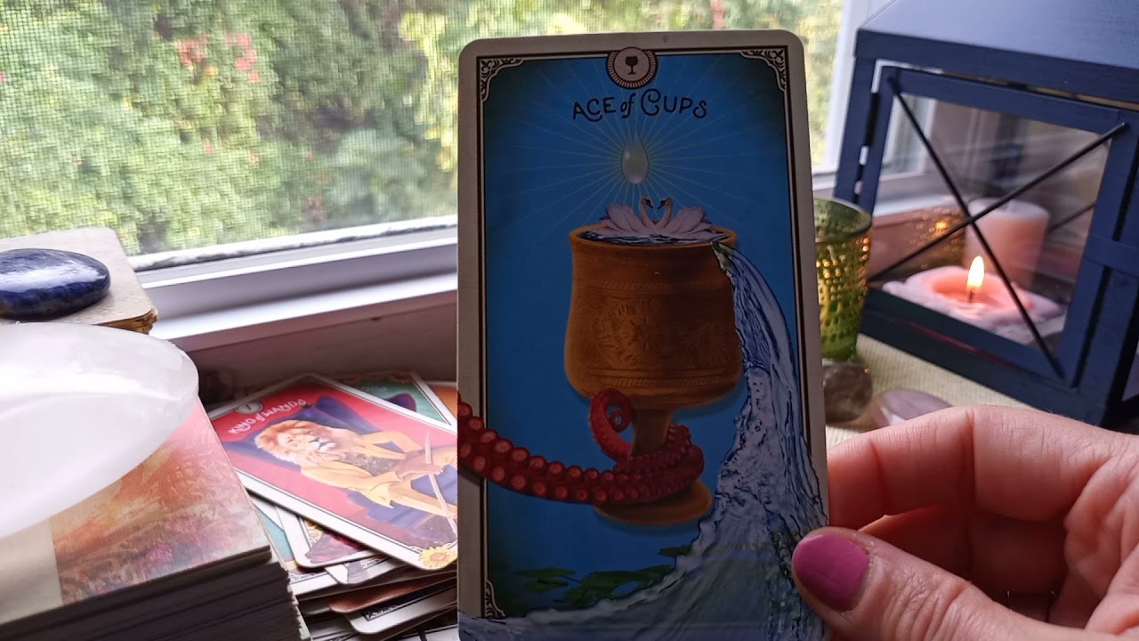THE TAROT OF CURIOUS CREATURES | A Flipthrough