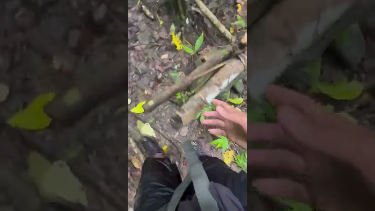 Pergi ke air terjun di tengah hutan, ketemu babi😰😰